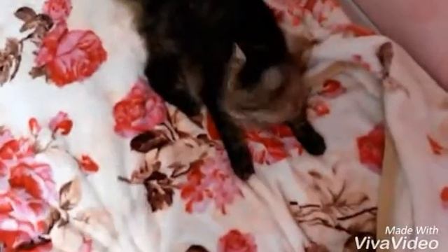 Перо & кот / ну просто уровень няшности зашкаливает! 😊