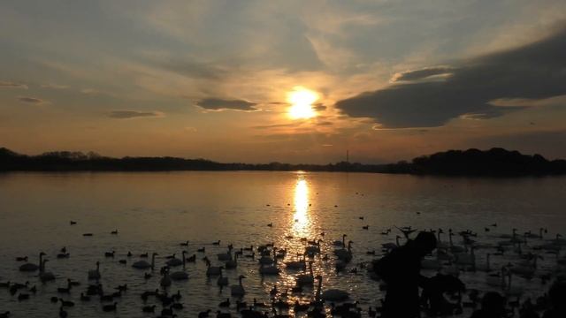 Swan Lake 白鳥の湖 4k смотреть онлайн