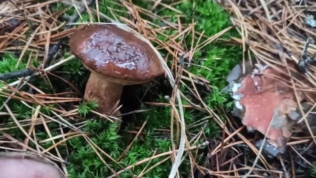 Закрытие сезона в сосновых борах смотреть онлайн