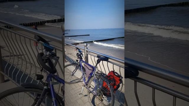 Зеленоградск - город котов смотреть онлайн