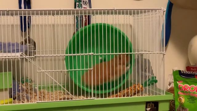 Training for the hamster olympics. смотреть онлайн