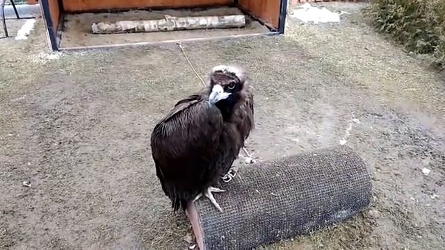 Черный гриф зорко наблюдает из вольераI8(916)702-11-08 Москва