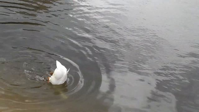 19.06.2013 г. Болгар. В музее хлеба 01283 смотреть онлайн