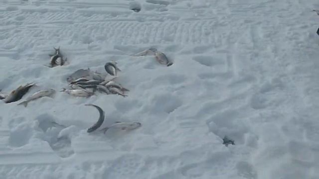 рыбалка от Юрика смотреть онлайн