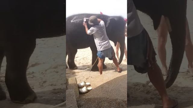 Тайланд, Пхукет,Отель Ля Меридиан, моют слона смотреть онлайн