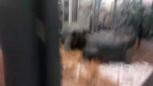 Мы в зоологическом музее! смотреть онлайн