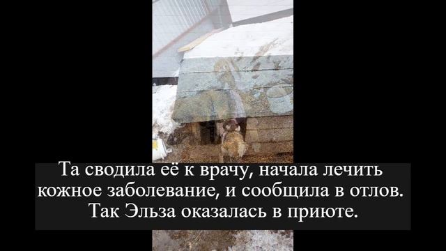От Эльзы отказалась хозяйка, и теперь она никому не нужна смотреть онлайн