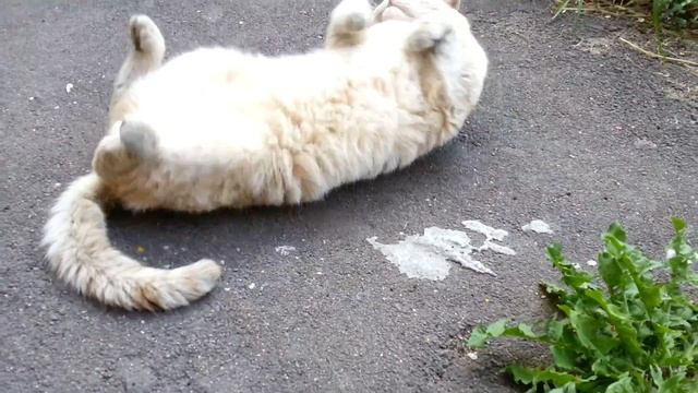 Утром котяра беззаботно валяется (Измайлово) смотреть онлайн