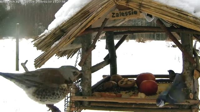 Дрозд-рябинник в кормушке - 10 января 2019 смотреть онлайн