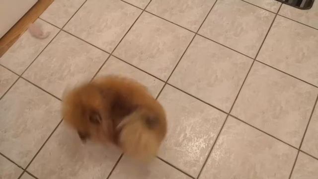 Crazy Spinning Pomeranian Dog Spins 10000 Times