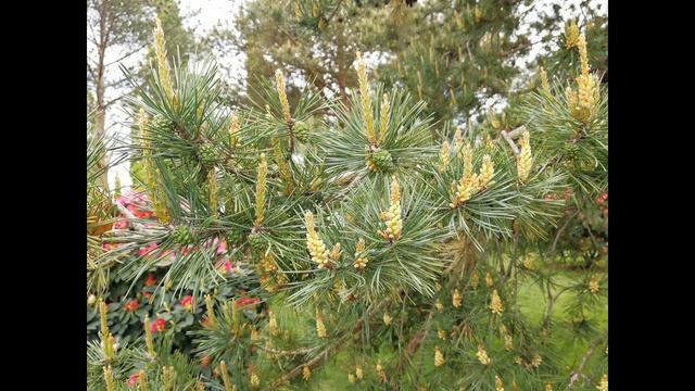 Краснодар Парк Галицкого