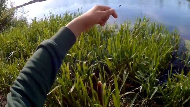 ПРИПЯТЬ  ПОПЛОВОЧКА  МАНКА  ПЛОТВА