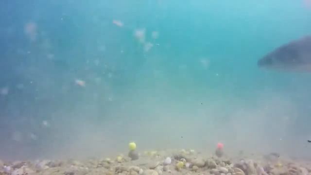 ТОП 5 ЛОВЛЯ МОНСТРОВ! Top 5