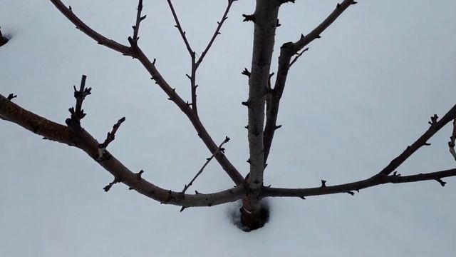 Зимняя ревизия черешни.Волгоградская область 30 января 2022 год. смотреть онлайн