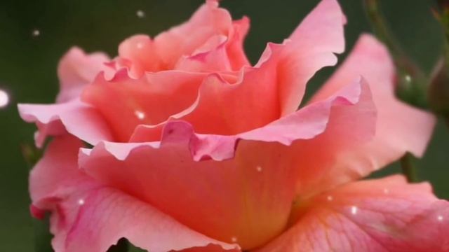 ВОЛШЕБНАЯ ЧАША смотреть онлайн