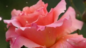 ВОЛШЕБНАЯ ЧАША