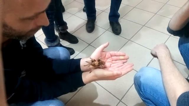 Выставка пауков. Омский краеведческий музей. смотреть онлайн