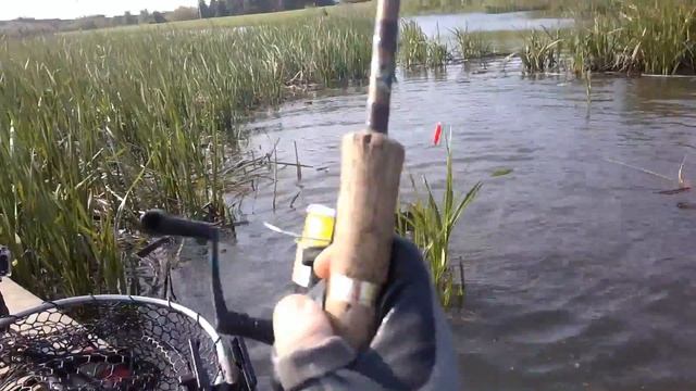 MAD SWAMP CARP Quick Clip