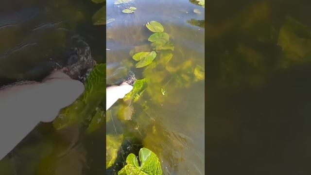 браконьеры забыли сеть в реке! ЭТО ЖЕСТЬ! смотреть онлайн