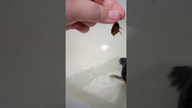 Лео и раф едят тараканов