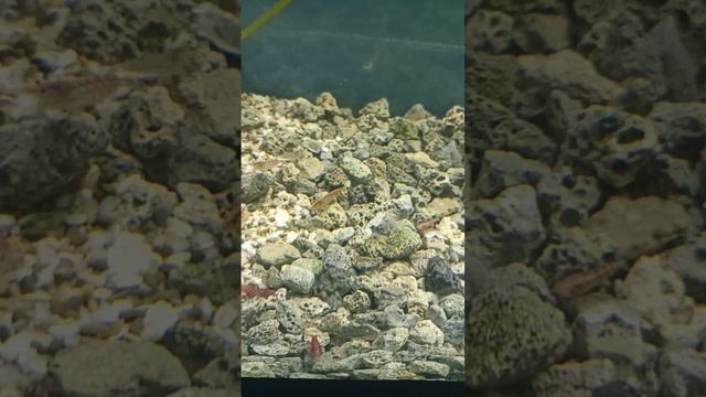 креветки смотреть онлайн