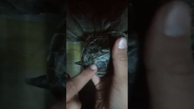 HOW TO IDENTIFY AGE OF TURTLE смотреть онлайн