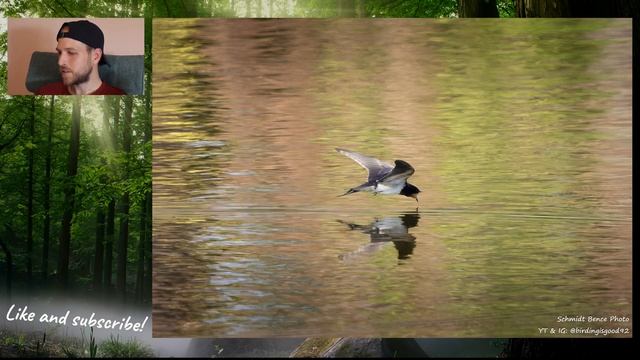 Birding with Bence - Swallows, other birds and dragonfly with Canon R10 and Sigma 150-600 C смотреть онлайн