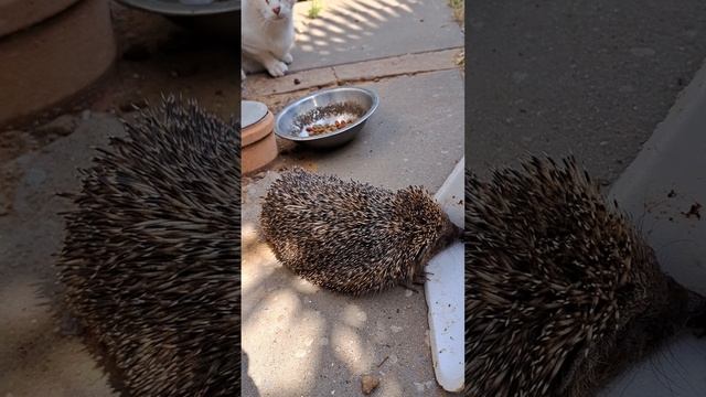 Ёжик кушает кошачий сухой корм! Израиль Ашкелон