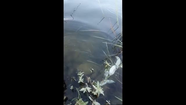 отпускаем щукe смотреть онлайн