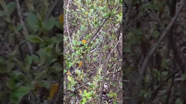 Черный дятел (желна) подпустил к себе на метр