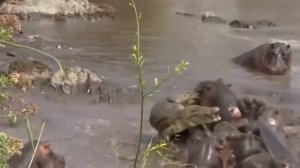 Уместная агрессия Бегемота