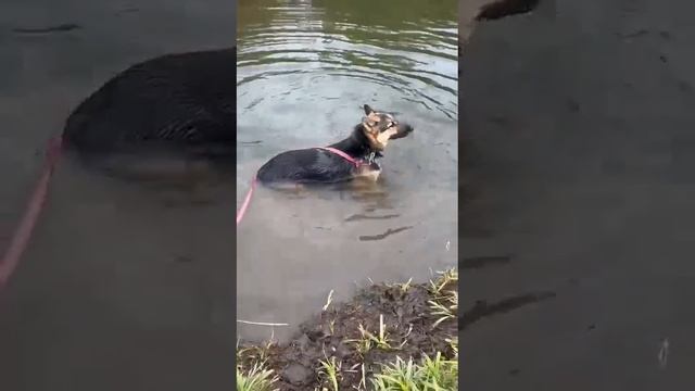 Чудесные собаки "Лесного приюта" ждут свою семью смотреть онлайн