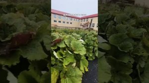 Как живут люди на Курильских островах?