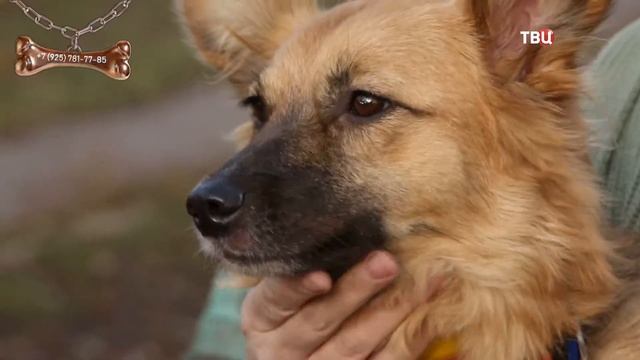 Мила смотреть онлайн