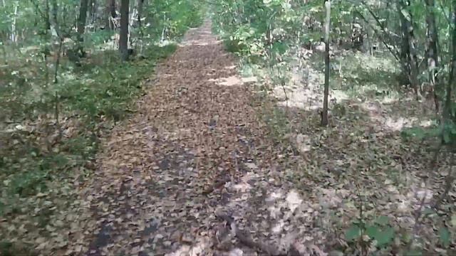 Осенняя покатуха. Испытание камеры AKASO V50X.