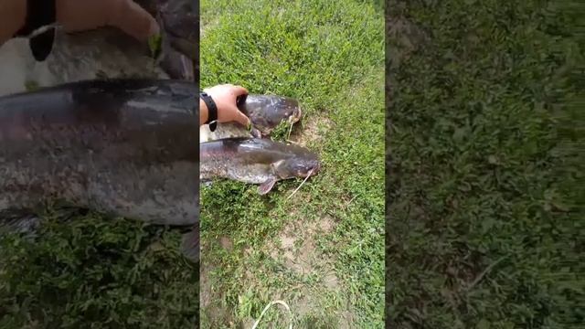 Рыбалка на сома! смотреть онлайн