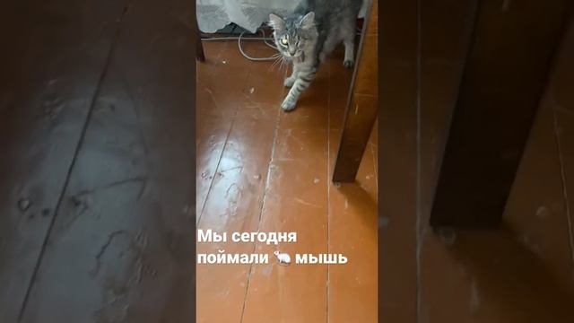 Мы сегодня поймали 🐁 мышь ( смотреть онлайн