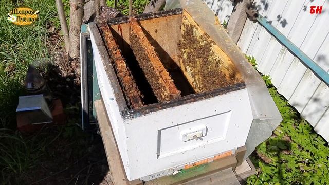 пасека, подсадка матки в двухматочном изоляторе налет на матку, пчеловодство смотреть онлайн