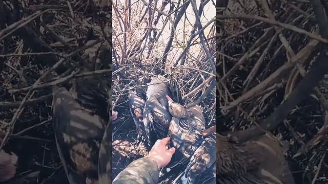 Impala плюс лучший турецкий полуавтомат смотреть онлайн