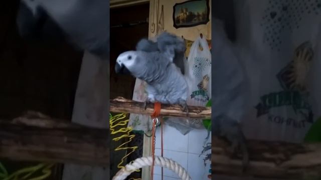 Ксюша 20.01.18. После душа. Ругается. смотреть онлайн