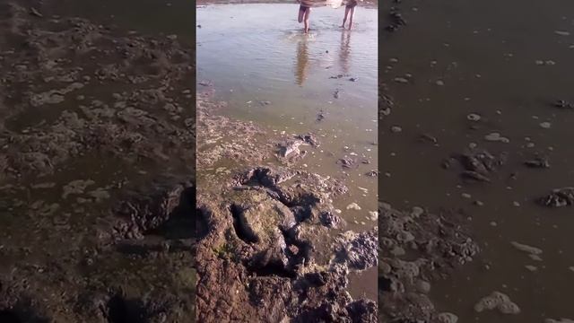 Ловля маленьких ратонов тюлью