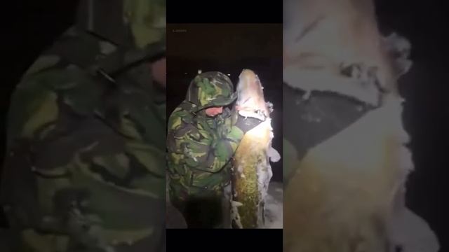 Сом монстр 👹 из Москва -реки смотреть онлайн