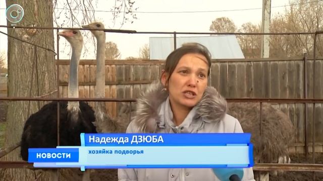 Новости ОТС май 2018 г. Смоленское подворье страусиная ферма