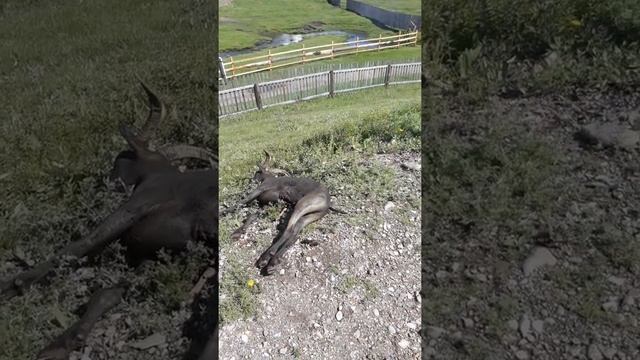 Хубсугул Күөл смотреть онлайн