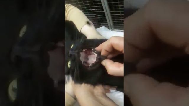 Как мы ухаживаем за нашими питомцами? смотреть онлайн