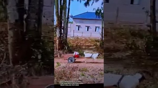 Деревенская жизнь по Дарвину