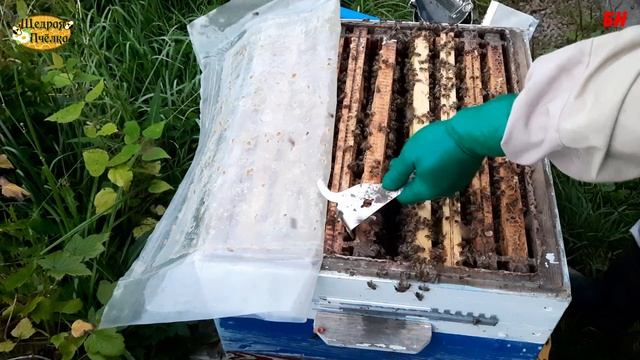 пчеловодство, селитра и злобливость пчел спустя неделю смотреть онлайн