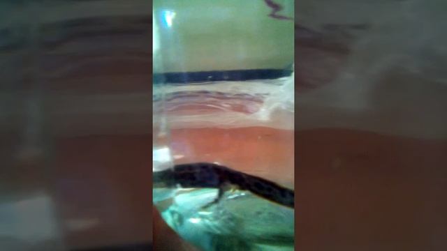 Первый день тритона у нас 🙂 /1 смотреть онлайн