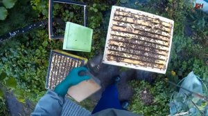 ПЧЕЛОВОДСТВО семья на 145-й рамке, ТРИ СПОСОБА зимовки на воле