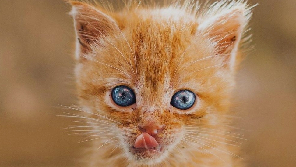 девять котов